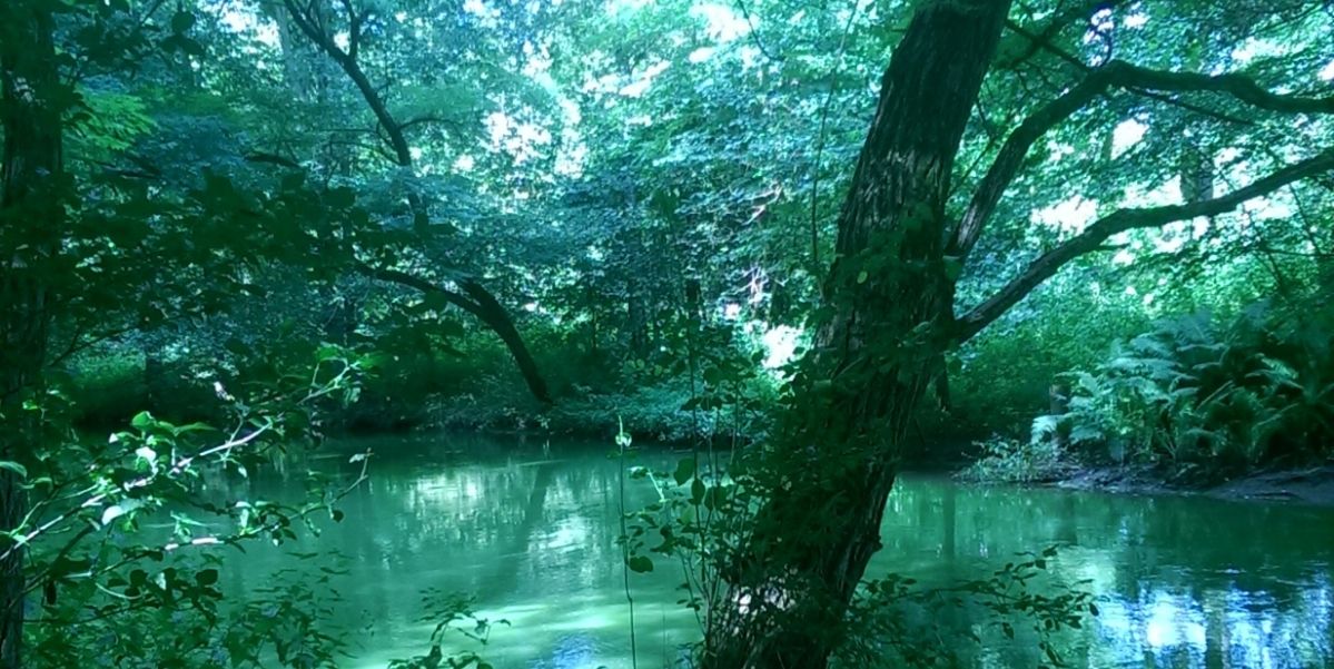 Spreewald Ausschnitt Spreewald Ausschnitt